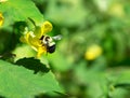 A bumble bee and a yellow flower with open green space Royalty Free Stock Photo