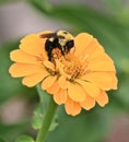 Bumble bee yellow flower Royalty Free Stock Photo