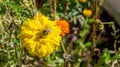 Bumble bee on a yellow marigold pollinating the flower in a permaculture garden, used as a companion plant for pest control in Royalty Free Stock Photo