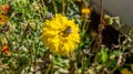 Bumble bee on a yellow marigold pollinating the flower in a permaculture garden, used as a companion plant for pest control in Royalty Free Stock Photo