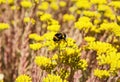 Bumble-bee And Yellow Sedum Flowers