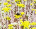 Bumble-bee and yellow sedum flowers, fauna and flora Royalty Free Stock Photo
