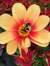 Bumble beeon a dahlia orange flower