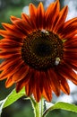 Bumble bees on a bright red sunflower Royalty Free Stock Photo