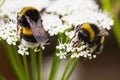 Bumble bees busy gathering nectar in summer Royalty Free Stock Photo
