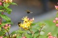 Bumble bees collect pollen from yellow hypericum flowers. Royalty Free Stock Photo