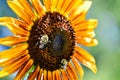 Bumble bees on a colorful sunflower Royalty Free Stock Photo