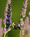 Bumble Bees in the Lavender