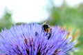 Bumble-bees hiding in artichoke flower