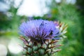 Bumble-bees hiding in artichoke flower in organic Royalty Free Stock Photo