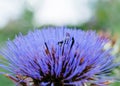 Bumble-bees hiding in artichoke flower