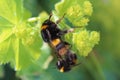 Bumble bees mating