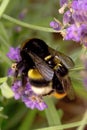 Macro shot bumble bees mating Royalty Free Stock Photo