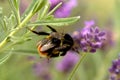 Bumble bee mating Royalty Free Stock Photo