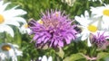 Bumble Bees On Purple Flower