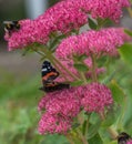Bees & Red admiral Butterfly on sedum flower Royalty Free Stock Photo