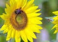 Sunflower & Bumble Bees Royalty Free Stock Photo