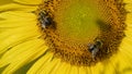 Bumble bees standing on a sunflower Royalty Free Stock Photo