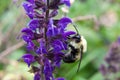 Veronica Longifolia Marietta attracts bumble bees with its vivid colors and irresistable scent Royalty Free Stock Photo