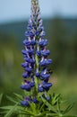 A bumble bess collects nectar from a Lupine flower