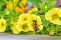 Bumble collecting honey in colorful flower bed.