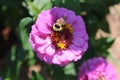 A Bumble Collecting Pollen from a Pink Flower