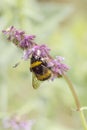 Bumble collects the nectar on the flowers of the sage, salvia