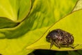 Bumble Flower Beetle