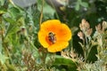 Bumble Flower