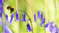 Bee flying past a Bluebell in Spring