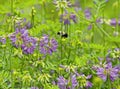 Bumble Pollen Bee in Flight Royalty Free Stock Photo