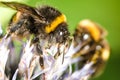 Bumble pollinates a flower/bumble pollinates flower on sunny day. Selective focus