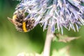 Bumble pollinates a flower/bumble pollinates flower on sunny day. Selective focus