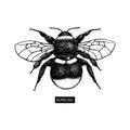 Vector drawing of Bumlebee. Hand drawn insect sketch isolated on white. Engraving style bumble bee illustrations. Royalty Free Stock Photo
