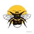 Vector drawing of Bumlebee. Hand drawn insect sketch isolated on white. Engraving style bumble bee illustrations. Royalty Free Stock Photo