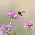 Bumblebee Royalty Free Stock Photo