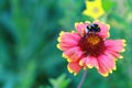 Bumblebee Royalty Free Stock Photo