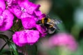 Bumblebee in action, collecting nectar on a carnation. A macro shot of the living insect Royalty Free Stock Photo