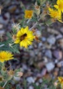 Bumblebee on an Adonis Blazingstar Wildflower Royalty Free Stock Photo