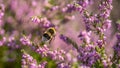 Bumblebee amongst the blooming Heather.