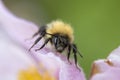 Bumblebee on Anemone tomentosa