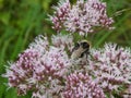 Bumblebee on the blossom of a agrimony flower with pink blossom