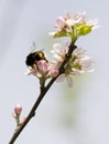 Bumblebee on apple flower
