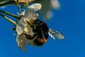 Bumblebee on an apple flower. Blue sky background.