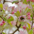 Bumblebee in apple tree flower