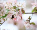 Bumblebee on apple tree flower