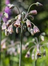 Bumblebee approaches a Sicilian Honey Garlic plant