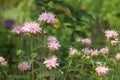 Bumblebee Approaching Pink Bee Balm Flower Royalty Free Stock Photo