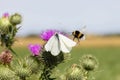 a bumblebee attacks a cabbage white butterfly sitting on a thistle flower Royalty Free Stock Photo