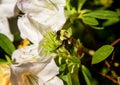 Bumblebee on an azalea bush